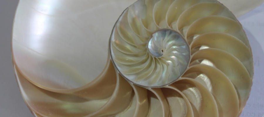 Gündelik Hayatta Altın Oranın Kullanımı