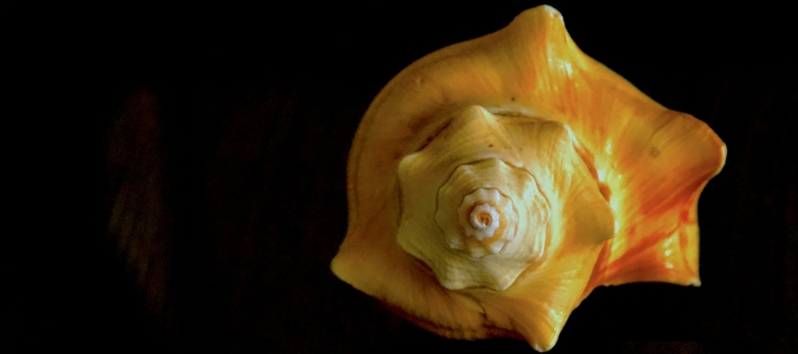 Altın Oran ve Güzellik İlişkisi