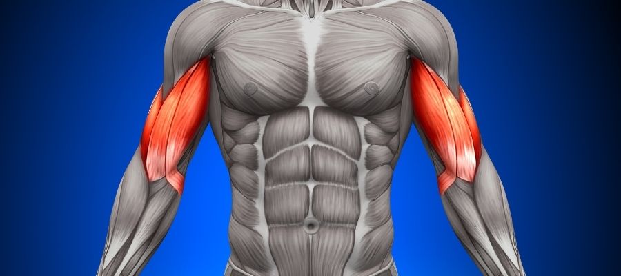 Biceps Kasının Anatomisi ve Fonksiyonları