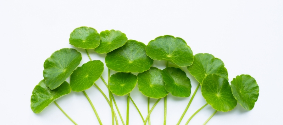 Centella Asiatica'nın Sağlık Üzerine Etkileri