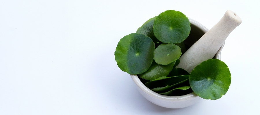 Centella Asiatica Kullanım Alanları ve Ürünleri