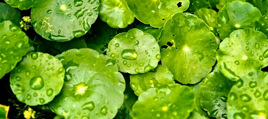 Doğanın Mucizesi: Centella Asiatica Nedir?