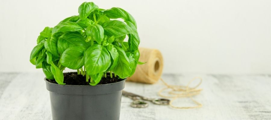 Fesleğen Yetiştiriciliği ve Bakımı