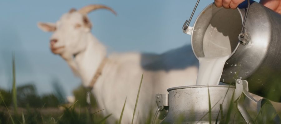 Sağlıklı Seçim: Keçi Sütünün Faydaları