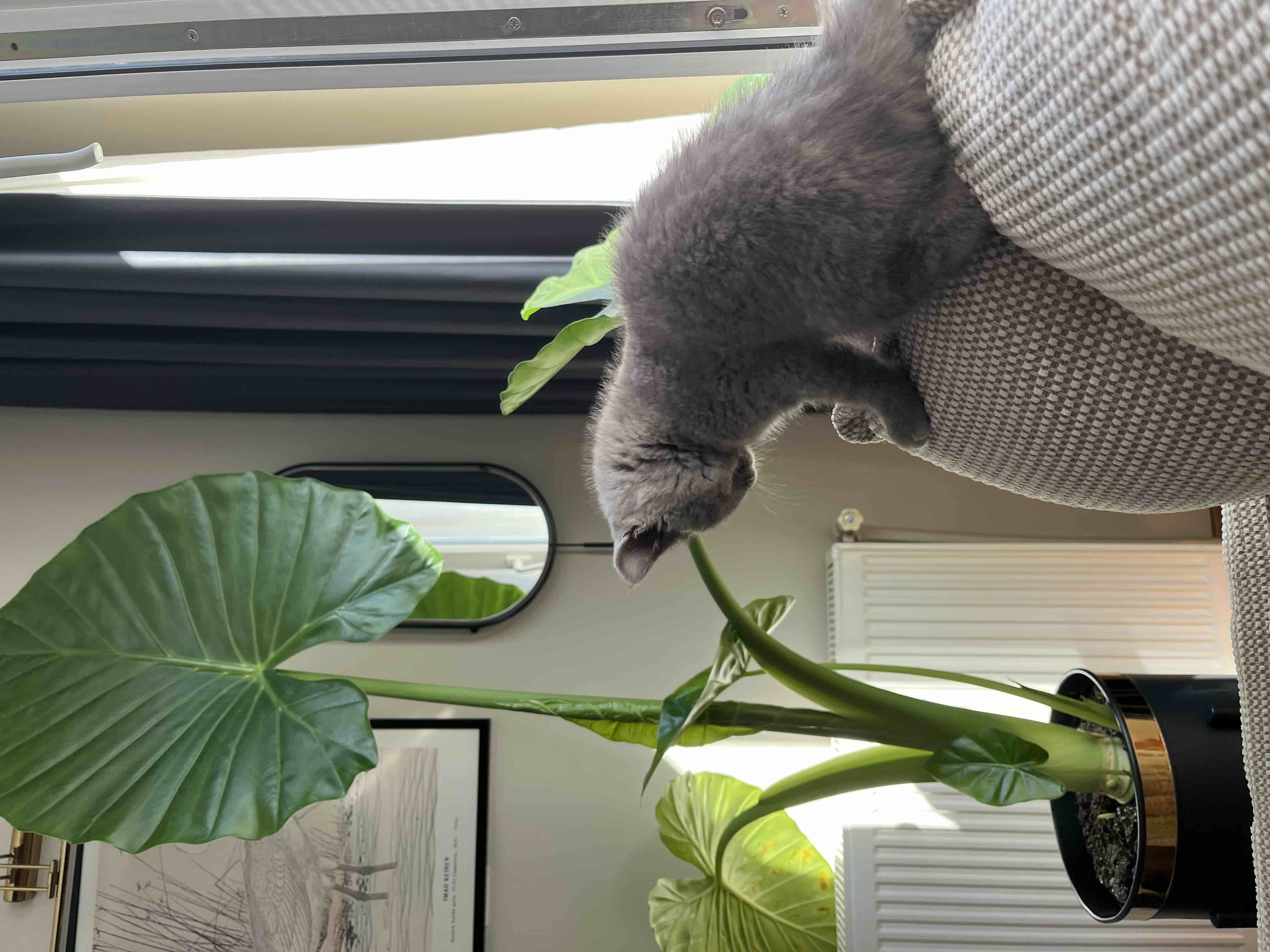 Doğrulanmış Trendyol değerlendirmesindeki müşteri fotoğrafı