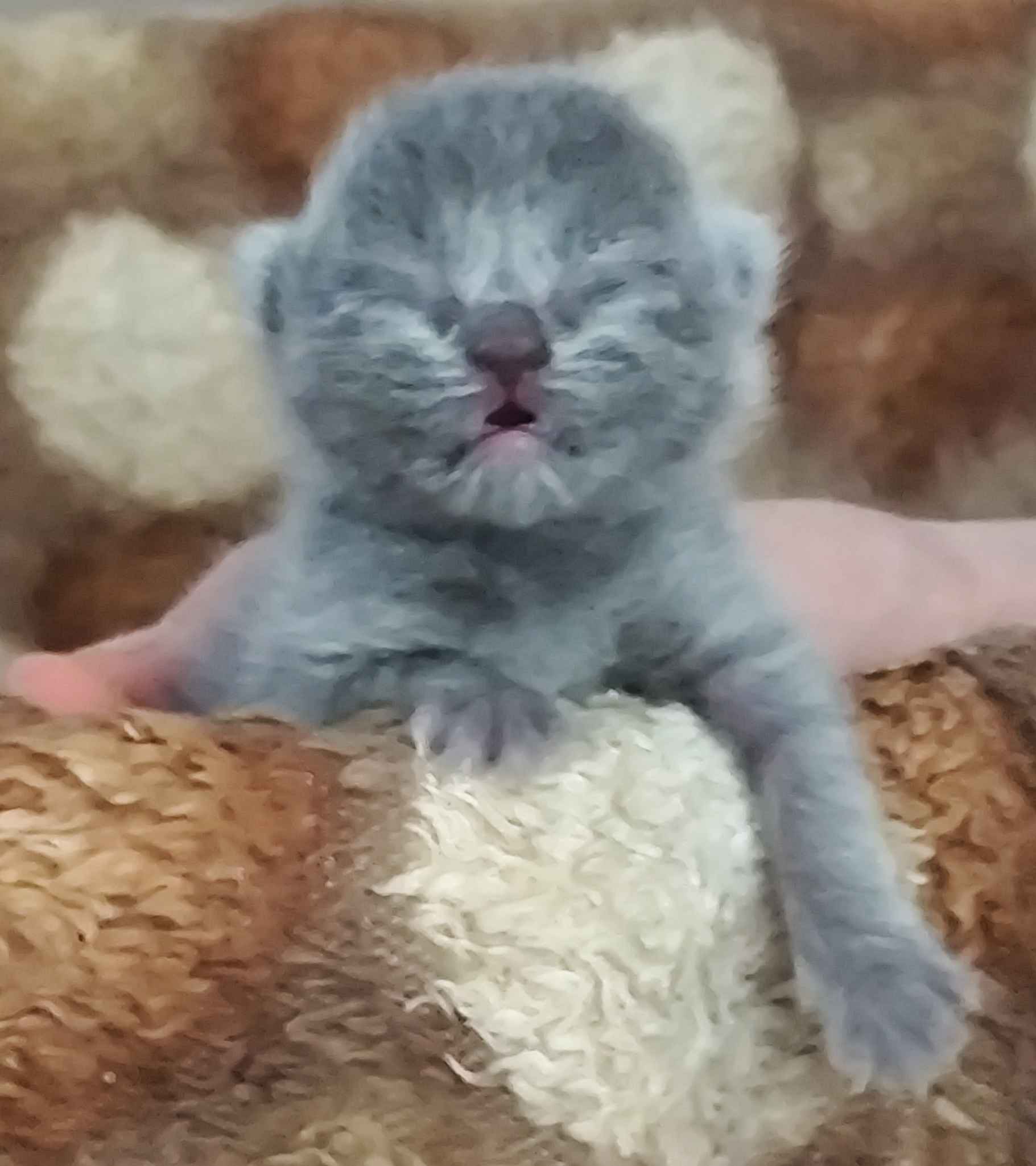 Ürün Görseli