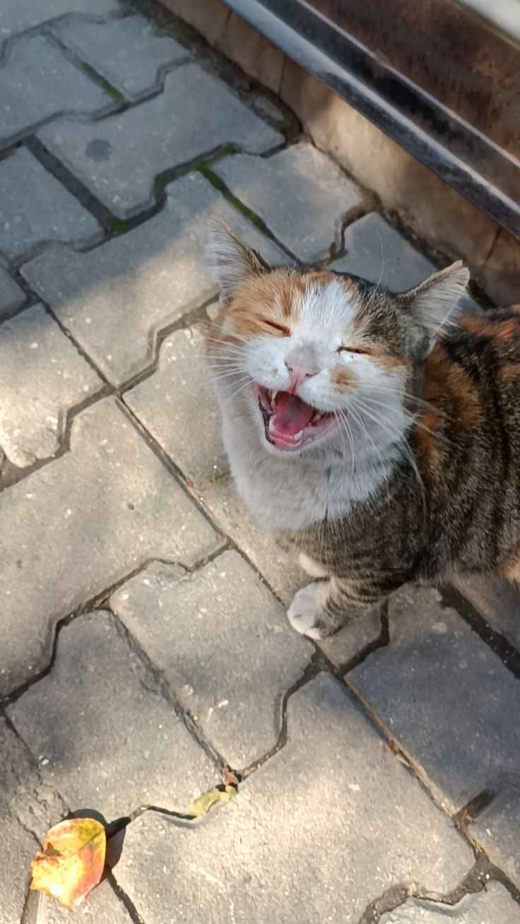 Ürün Görseli
