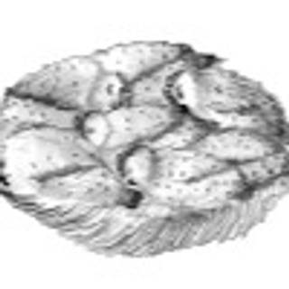 harbimir