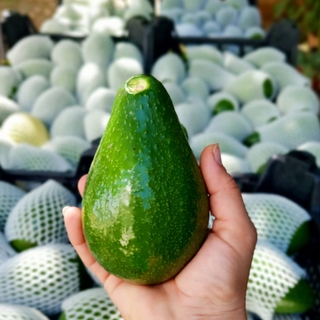 Avokado Garden Alanya