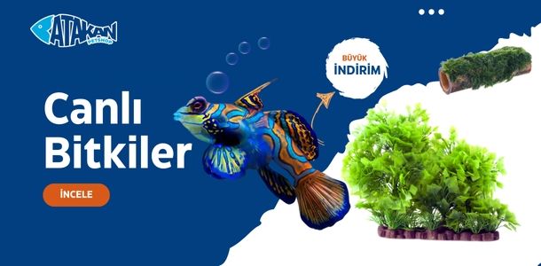 Banner Başlığı