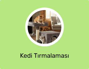 Kedi Tırmalaması