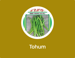 Tohum