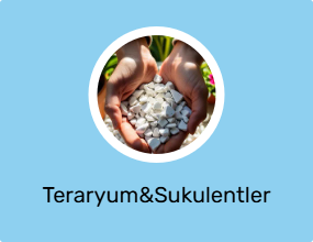 Teraryum&Sukulentler