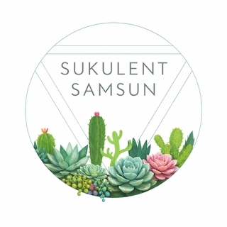 Sukulent Samsun