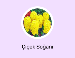 Çiçek Soğanı
