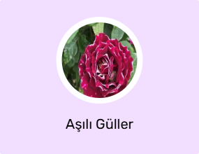 Aşılı Güller