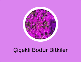 Çiçekli Bodur Bitkiler