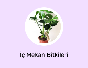 İç Mekan Bitkileri
