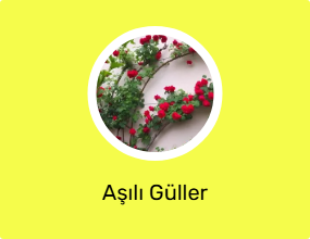 Aşılı Güller