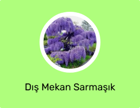 Dış Mekan Sarmaşık Bitkisi