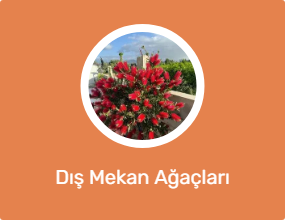 Dış Mekan Ağaçları