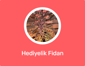 Hediyelik Fidan