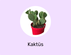 Kaktüs