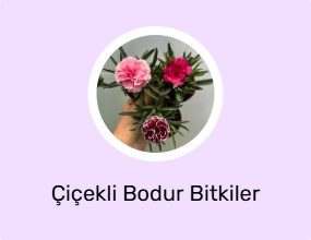 Çiçekli Bodur Bitkiler