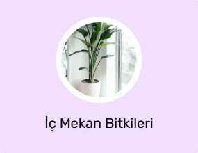 İç Mekan Bitkileri