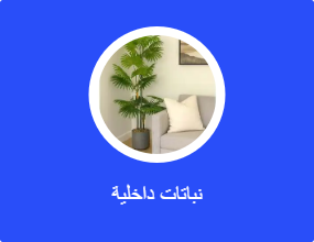 نباتات داخلية