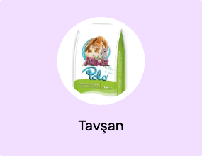 Tavşan