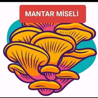 Mantarım