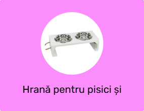 Hrană pentru pisici și recipiente pentru apă