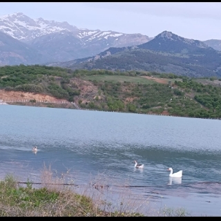 Toroslardan Gelsin