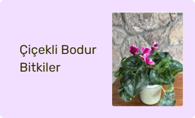 Çiçekli Bodur Bitkiler