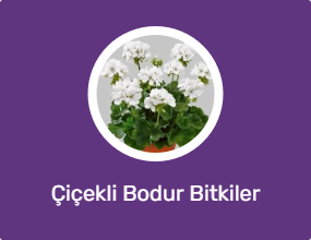 Çiçekli Bodur Bitkiler