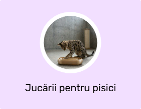 Jucării pentru pisici