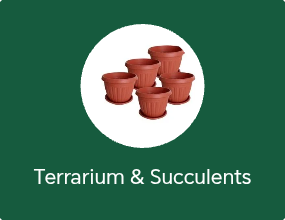 Terrarium & Succulents