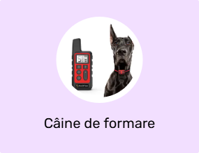 Câine de formare Produse de formare