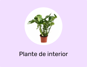 Plante de interior