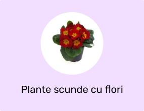 Plante scunde cu flori