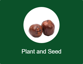 Plant and Seed