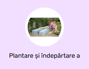 Plantare și îndepărtare a răsadurilor
