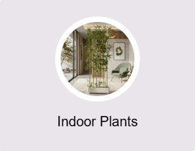 Indoor Plants