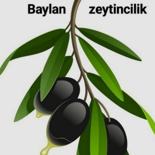 Baylan zeytincilik