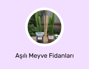 Aşılı Meyve Fidanları
