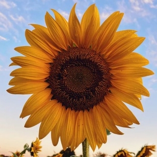 SUNFLOWER STORE