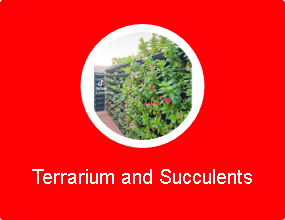 Terrarium and Succulents