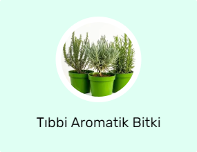 Tıbbi Aromatik Bitki