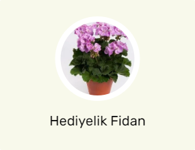 Hediyelik Fidan